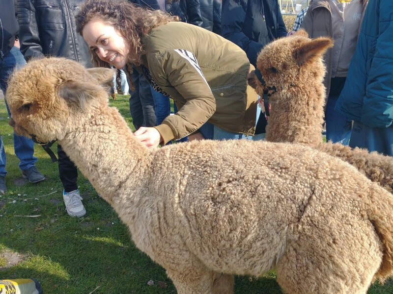 Alpaca's op bezoek